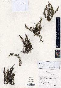 Media resource of Ceradenia sacksii