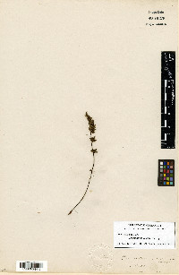 Myriopteris viscida image