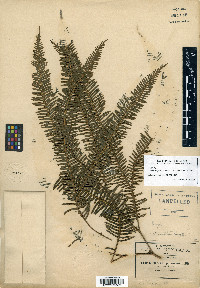 Sticherus palmatus image