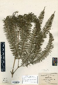 Sticherus palmatus image