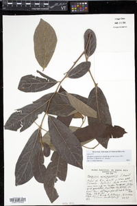 Diospyros acapulcensis image