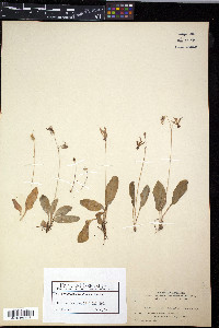 Dodecatheon pulchellum image