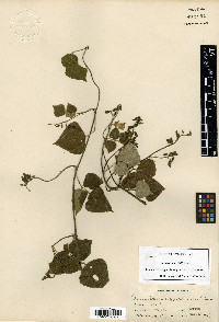 Dunbaria cumingiana image