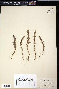 Glaux maritima image