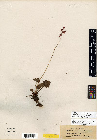 Heuchera sanguinea image