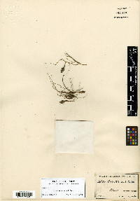 Isoëtes orcuttii image