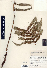 Polystichum concinnum image