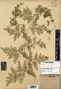 Selaginella bisulcata image
