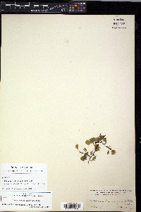 Didymoglossum rhipidophyllum image