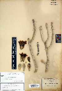 Cylindropuntia arbuscula image