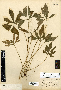 Viola stoneana image