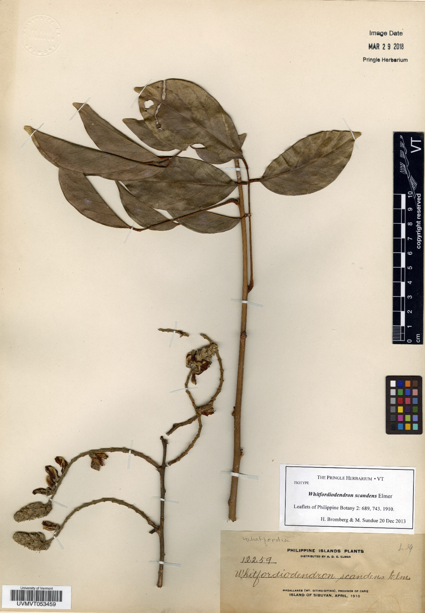 Whitfordiodendron scandens image