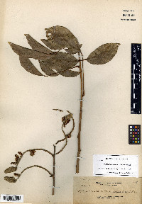Whitfordiodendron scandens image