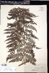 Microlepia speluncae image