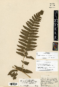 Megalastrum connexum image