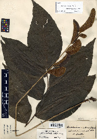 Mickelia hemiotis image