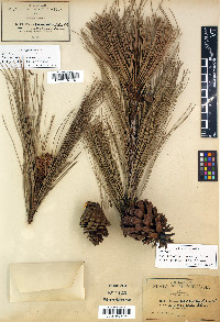 Pinus teocote image