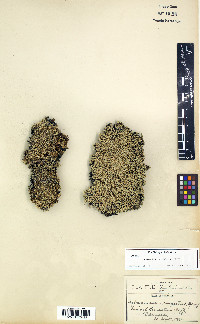 Selaginella rupestris image