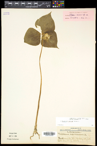 Trillium cernuum image