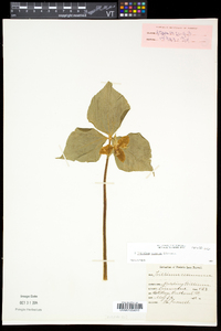 Trillium cernuum image