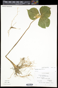 Trillium cernuum image