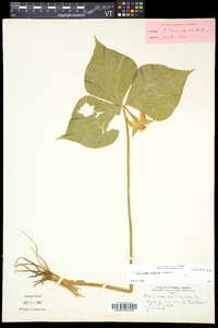 Trillium cernuum image