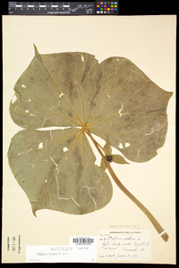 Trillium erectum image