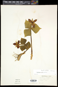 Trillium erectum image