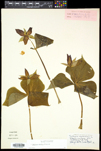 Trillium erectum image