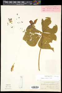 Trillium erectum image