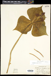 Trillium erectum image