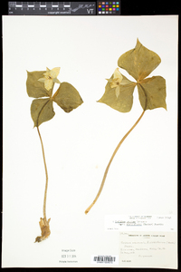 Trillium erectum image