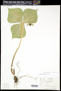 Trillium erectum image