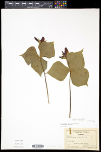 Trillium erectum image