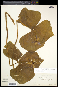 Trillium erectum image