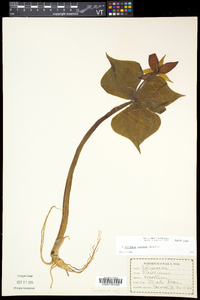 Trillium erectum image