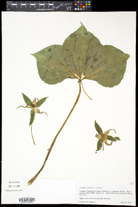 Trillium cernuum image