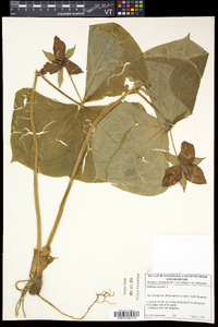 Trillium erectum image