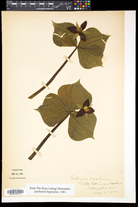 Trillium erectum image