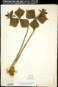 Trillium erectum image