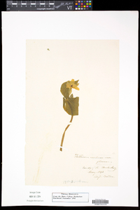 Trillium erectum image