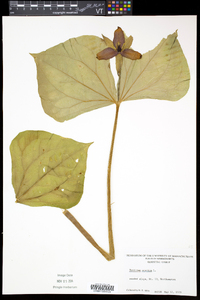 Trillium erectum image