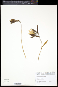 Uvularia grandiflora image