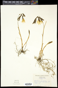 Uvularia grandiflora image