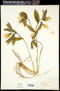 Uvularia grandiflora image