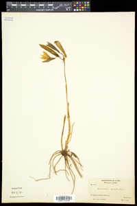 Uvularia perfoliata image