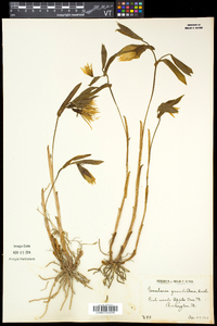 Uvularia grandiflora image