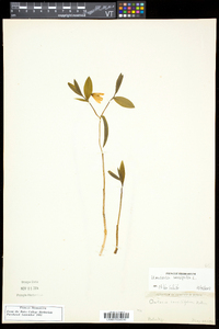 Uvularia sessilifolia image