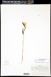 Uvularia grandiflora image