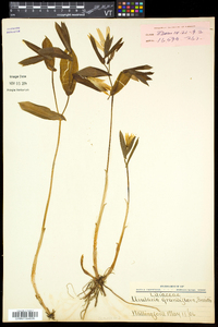 Uvularia grandiflora image